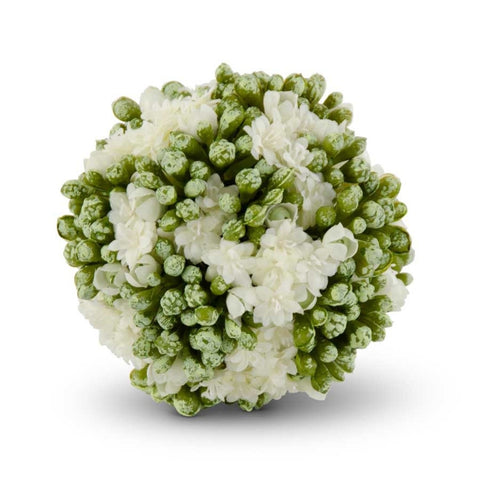 Kalanchoe Ball