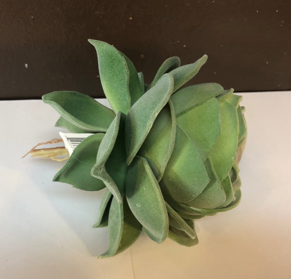 cabbage rose succulent Succulent Rose Cabbage