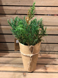 Artificial Plant With Paper Wrap