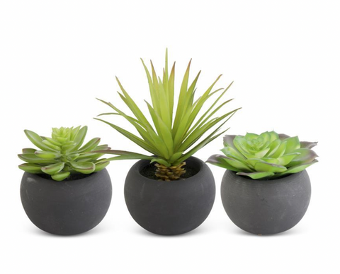 Assorted Succulents in Matte Black Pot (3 Styles)
