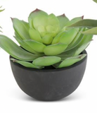 4.25" Assorted Succulent in Black Pot (3 Styles)