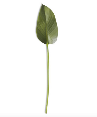 22 Inch Rubber Fig Leaf Stem