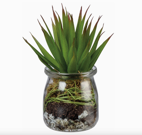 Aloe Succulent Jar