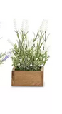 Wood Pot Lavender Plant