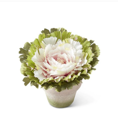 Potted Pink Cabbage Plant