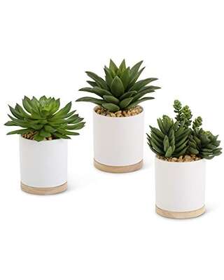6" Succulent in Ceramic Pot
